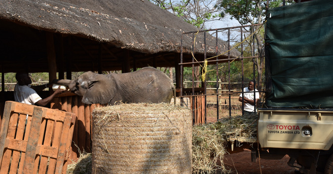 Rescued baby elephant orphan being bottle fed