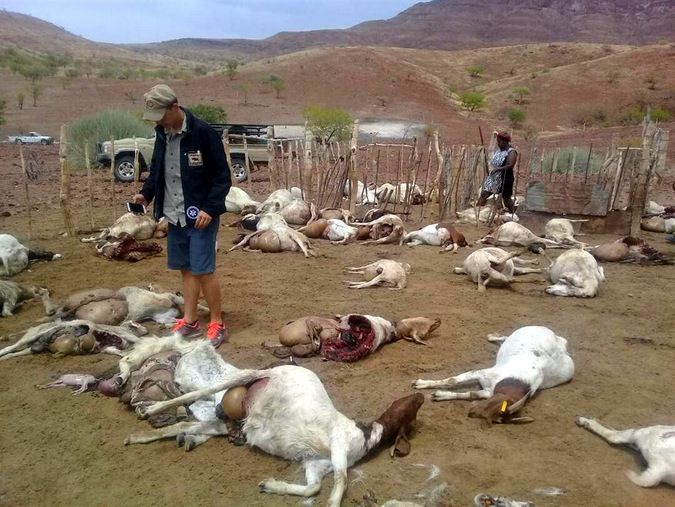 Dead goats killed by lions in Namibia