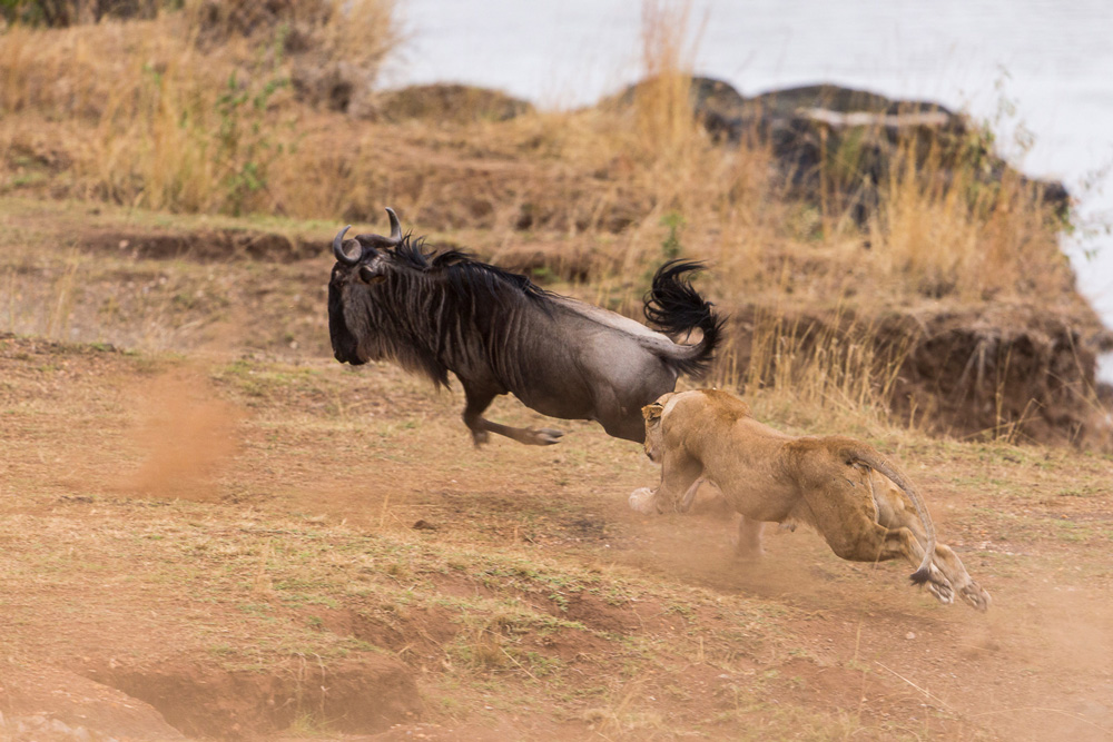 Lioness chasing a wildebeest