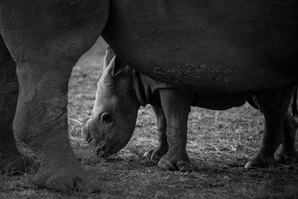 Close up of a rhino calf
