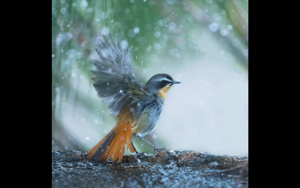 A Cape robin-chat in the rain