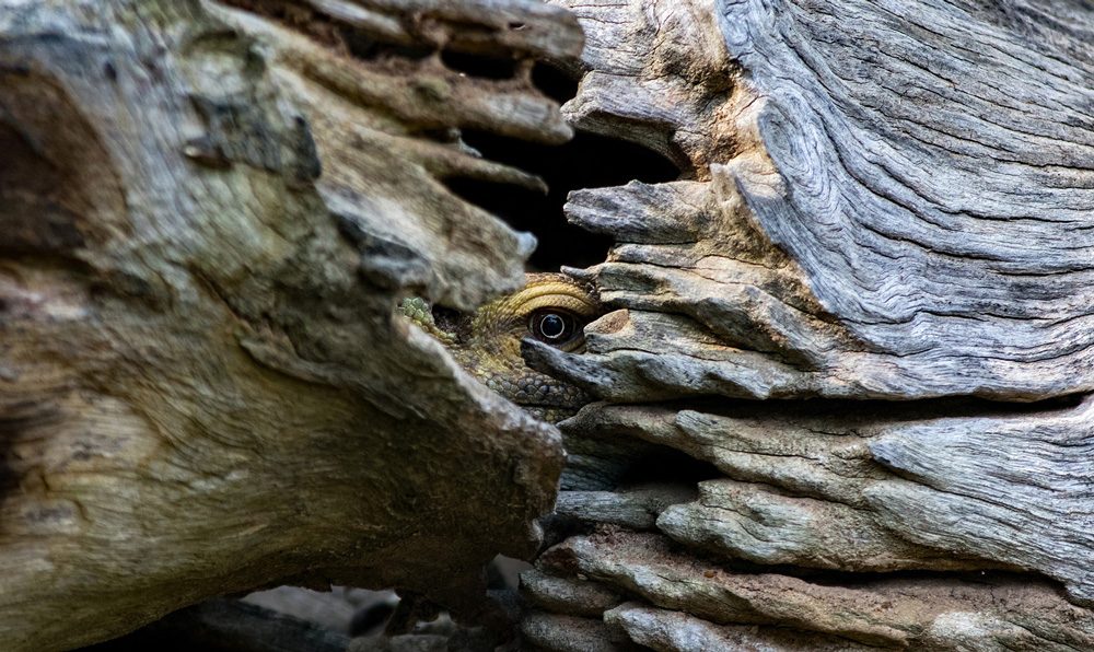 A rock monitor hides in a tree