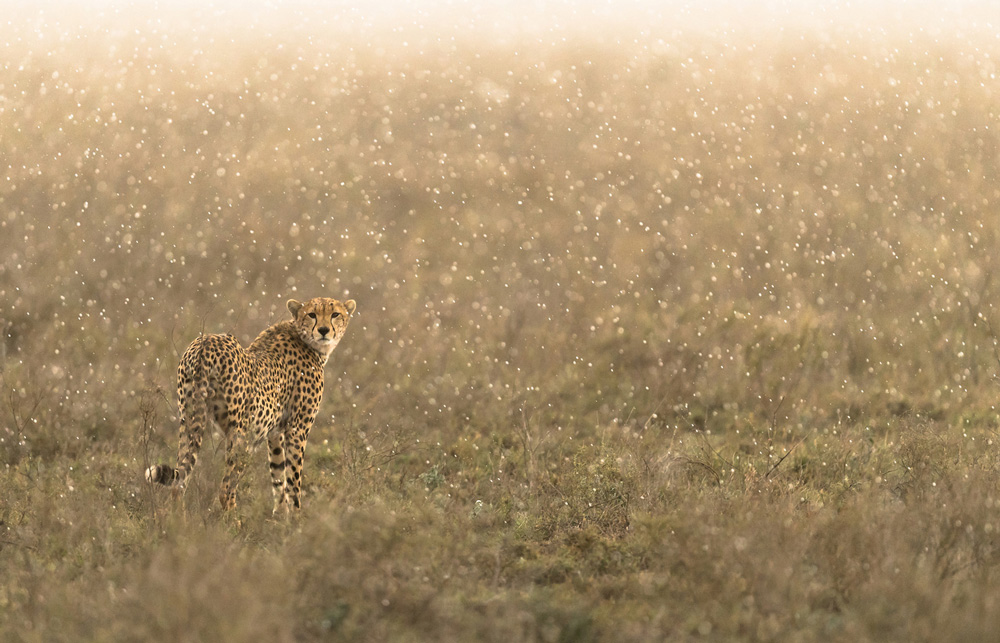 Cheetah standing in the rain