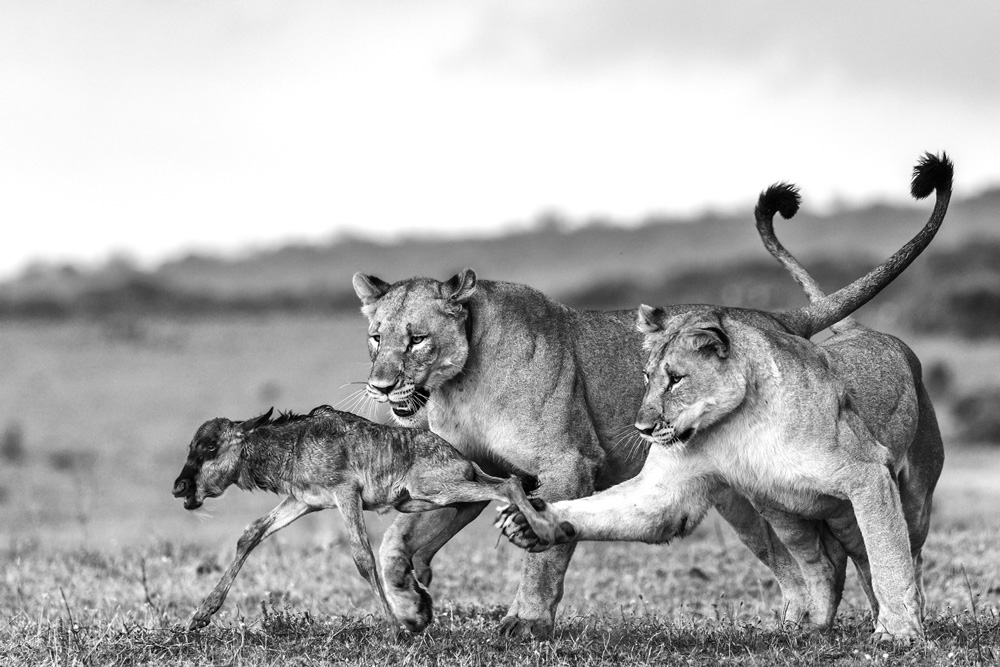 Lions catching a wildebeest calf
