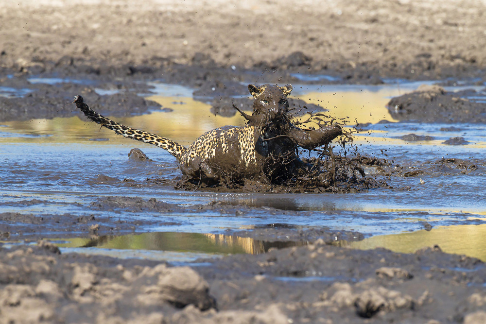 Muddy leopard catching its prey