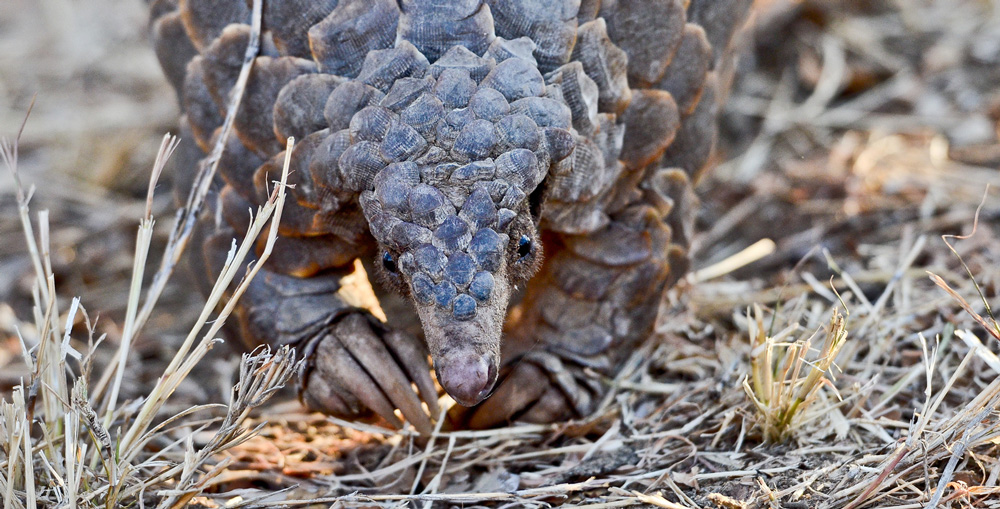 Close up of a pangolin