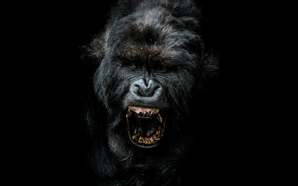 Close up of a gorilla