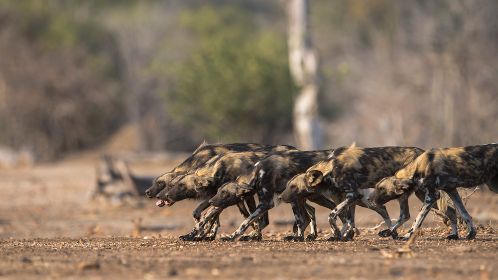 A pack of hyenas on the hunt