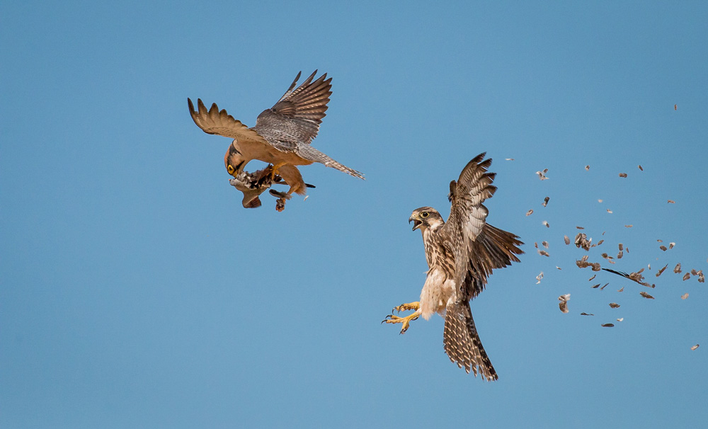 Bird steals prey from another bird