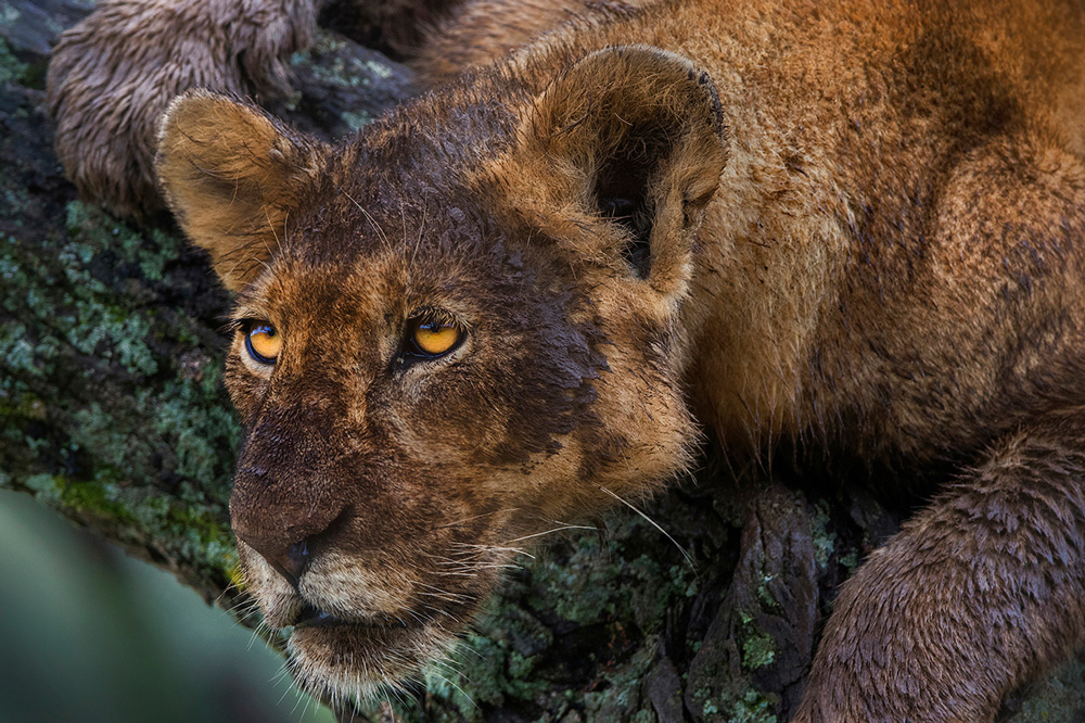 Lion covered in mud in a tree