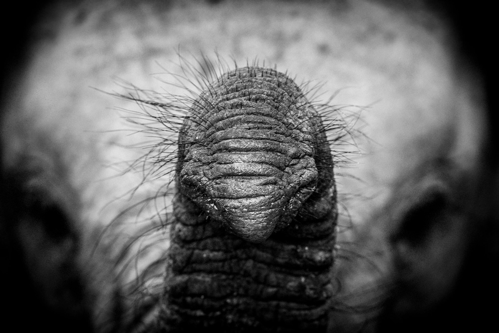 Close up photo of an elephant