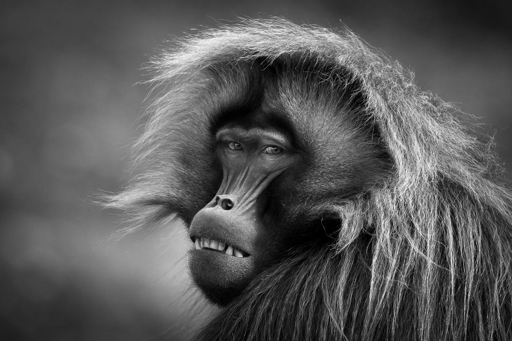 Close up of a Gelada monkey