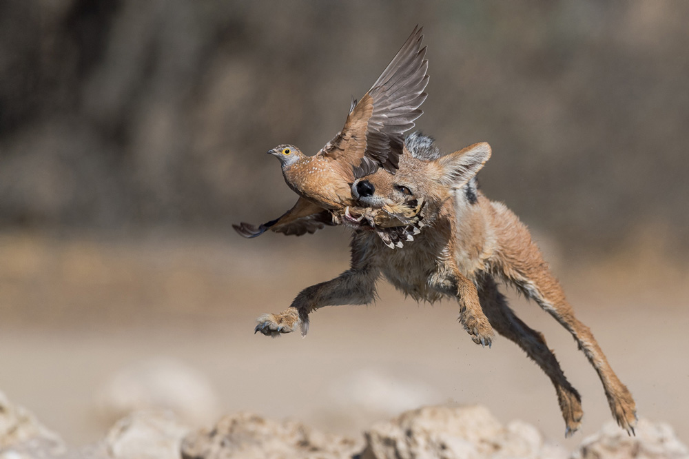 Jackal jumping in the air to catch a bird