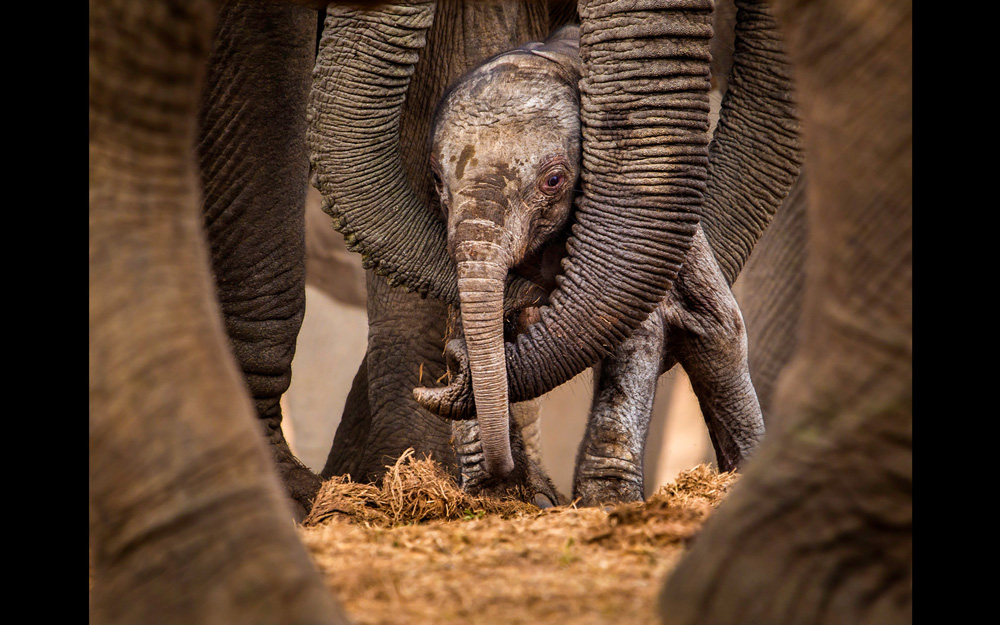 An elephant calf being hugged by two trunks
