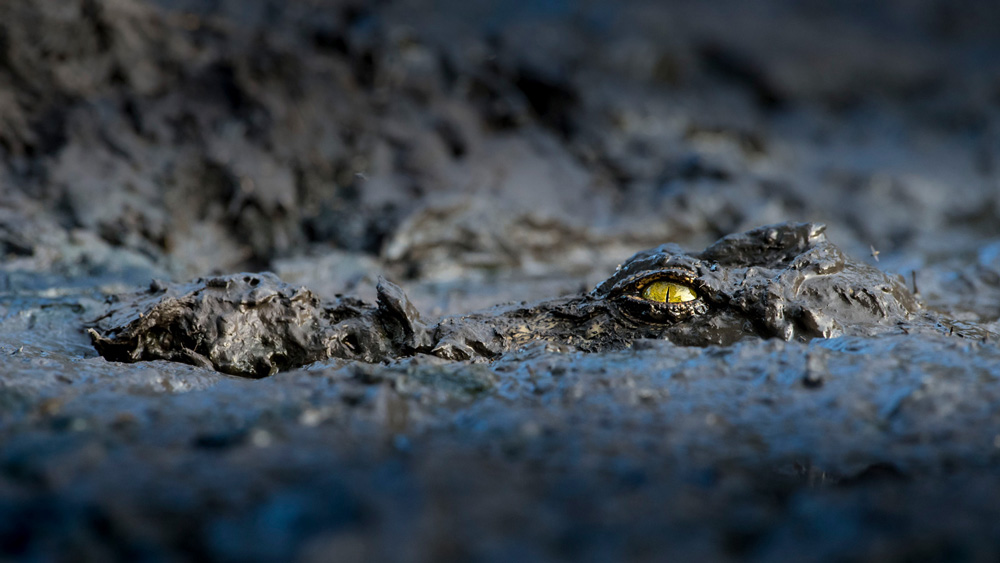 Crocodile camouflaged in the mud