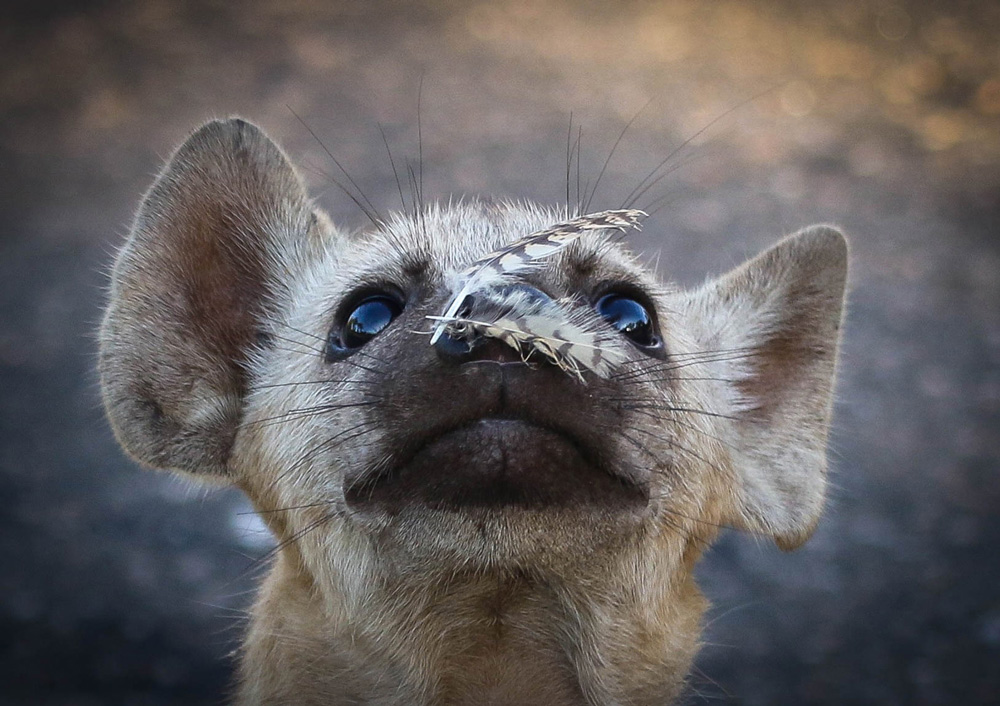 Baby hyena with feathers on its nose
