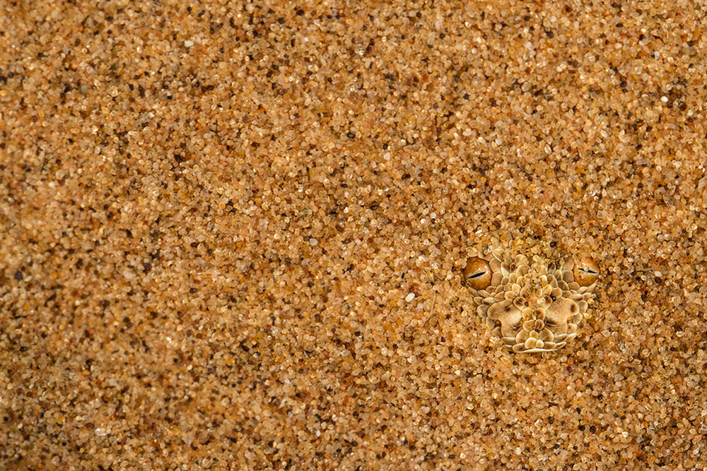 An adder camouflaged in the sand