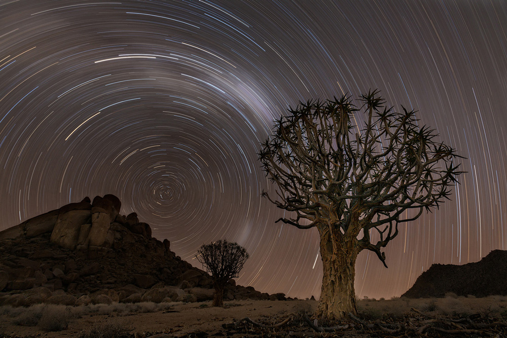 Quiver trees in the Richtersveld, South Africa