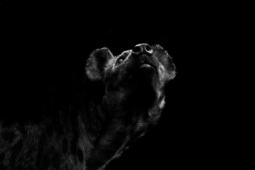 Close up of a hyena gazing