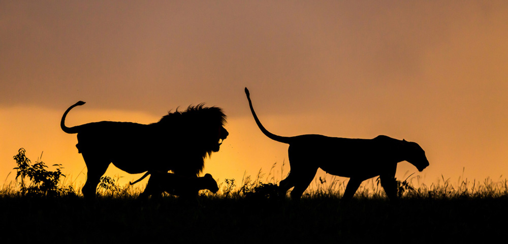 A lion family walking at sunset