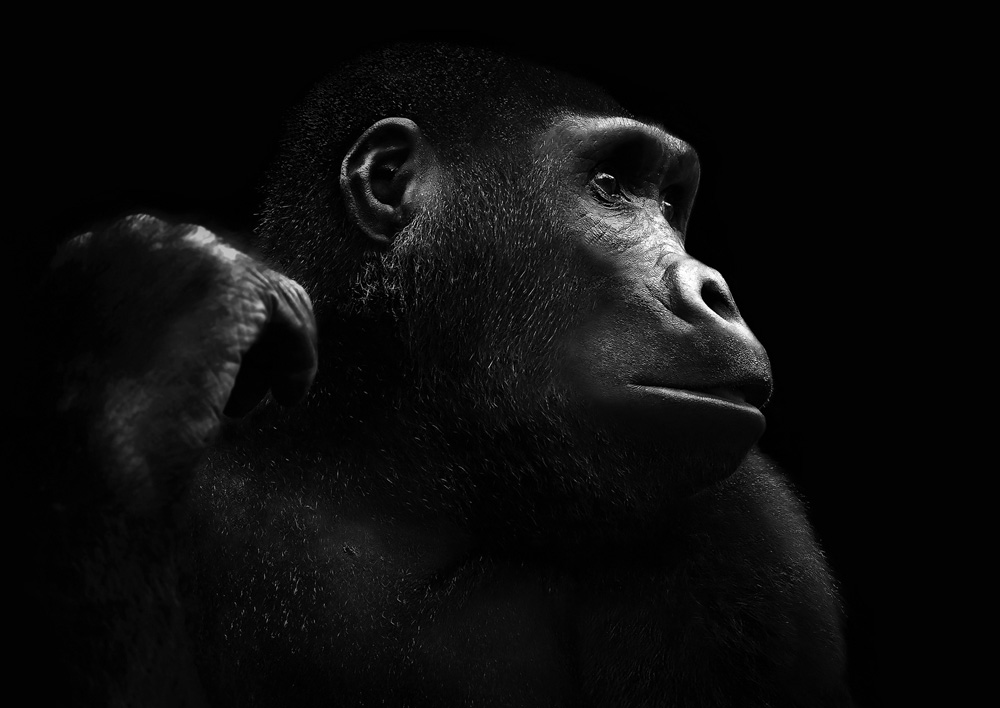 Close up photo of a gorilla