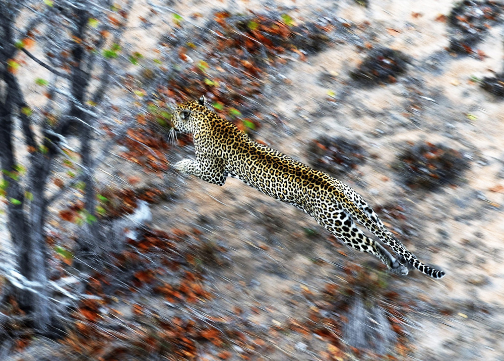 Leopard leaping through the air