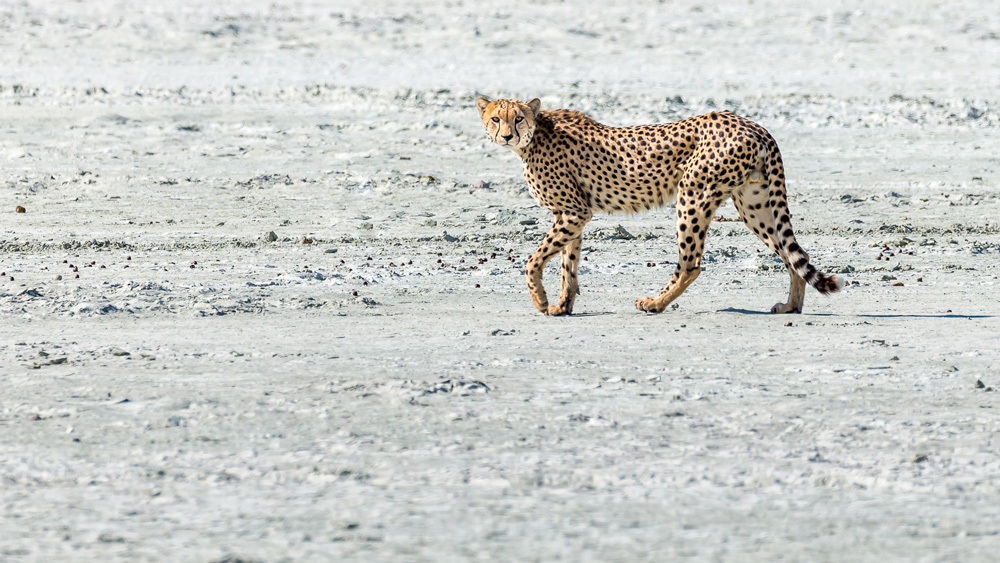 Cheetah walking in the plains
