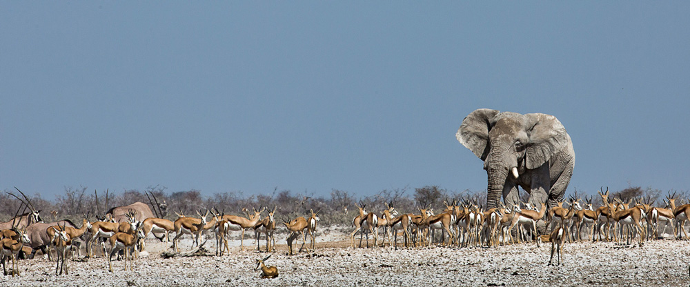 Elephant bull in Etosha National Park