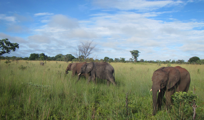 Three elephants in Kafue National Park