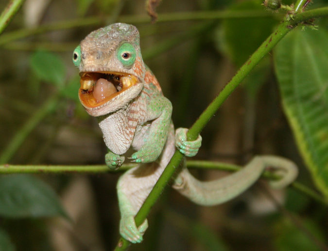 Juvenile chameleon