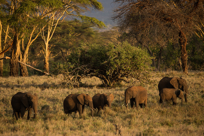 Giant Kenyan elephant killed by authorities on suspicion of