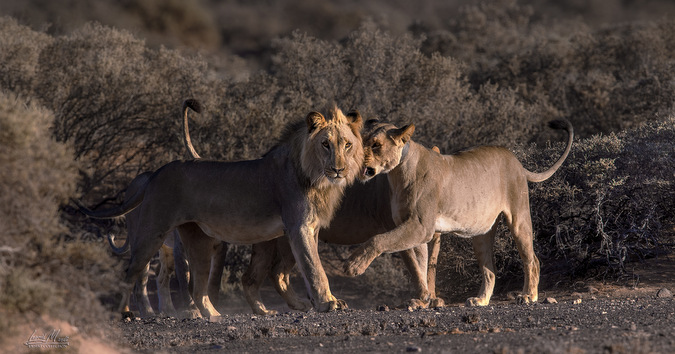 Desert-adapted lions in Namibia