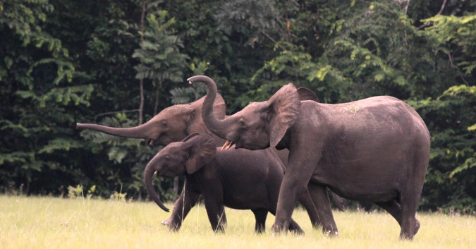 Forest Elephants © Christian Boix