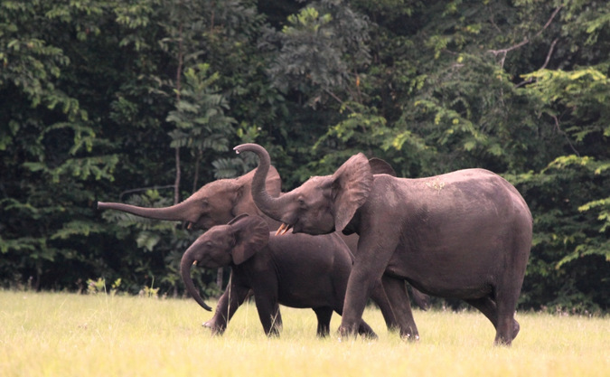 Three forest elephants