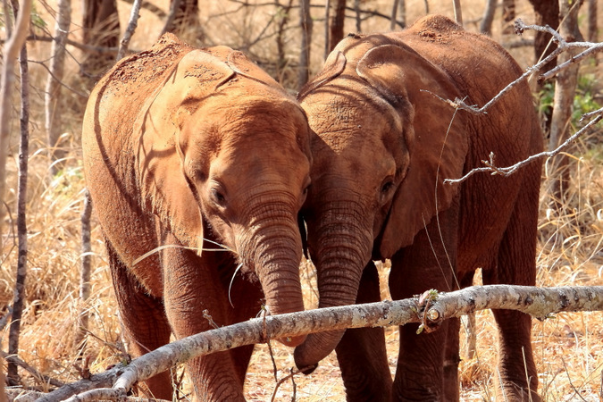 Two elephant orphan calves