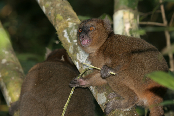 Bamboo lemur at night