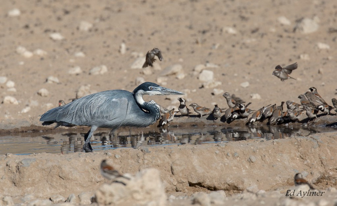 Heron in a waterhole surrounded by sparrows drinking water