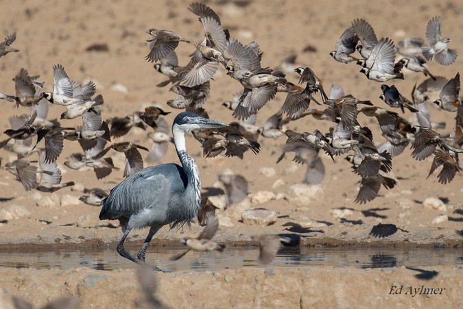 Heron in a waterhole surrounded by sparrows