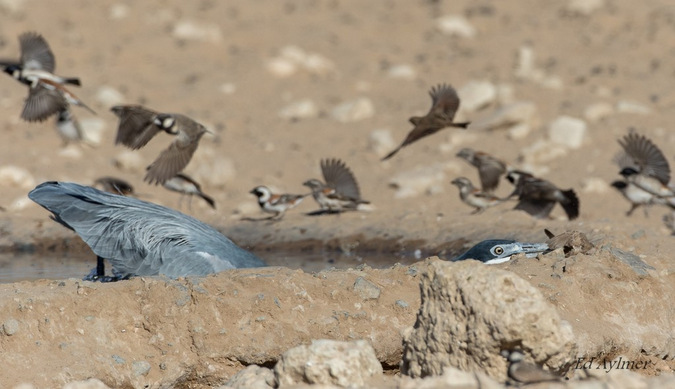 Heron catching a sparrow in a waterhole