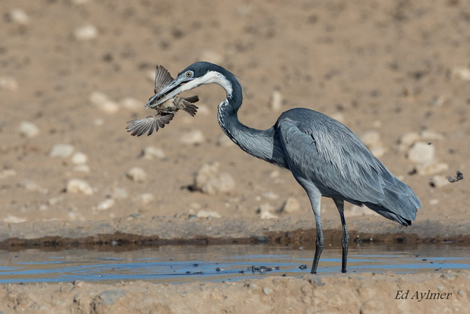 Heron capturing a sparrow