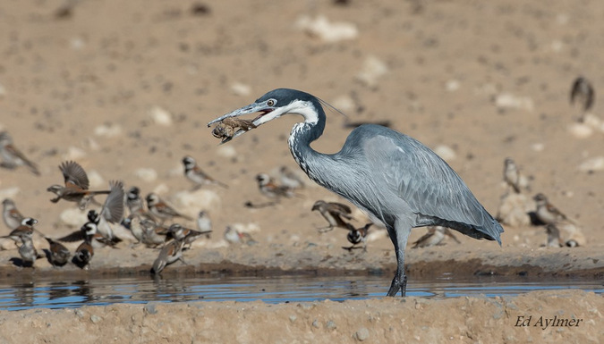 Heron swallowing a sparrow