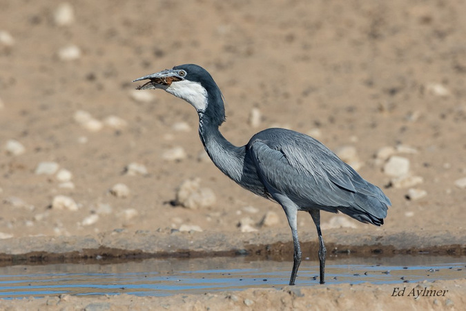 Heron eats sparrow