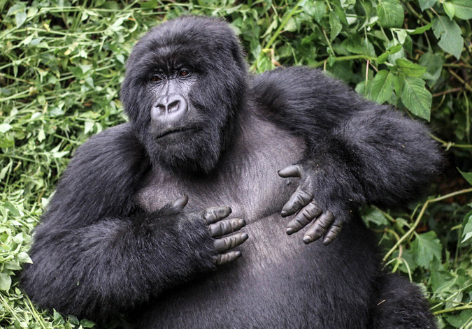 Male mountain gorilla