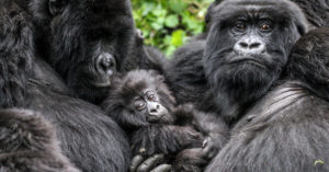 Mountain gorilla family © Stuart Sinclair