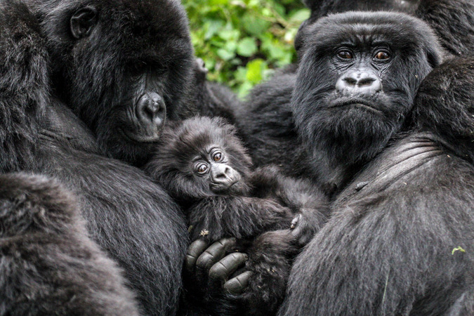 Mountain gorilla family in Volcanoes National Park