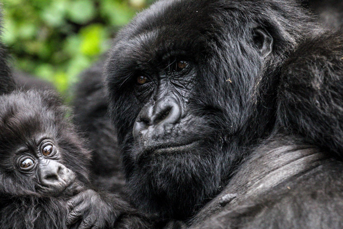 Two mountain gorillas in Volcanoes National Park, Rwanda