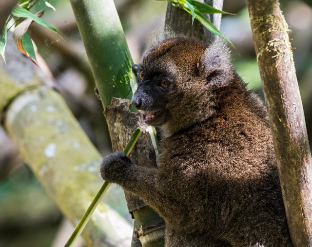 Bamboo lemur