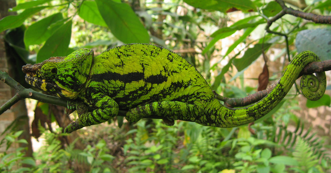 Green and black chameleon