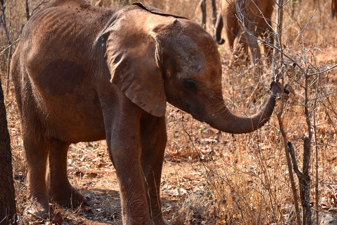 Rescued elephant orphan
