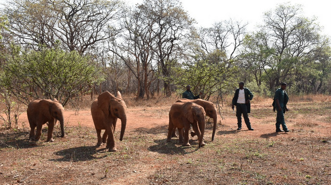 Four elephant orphan calves out for a walk with their keepers